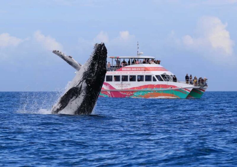 Hervey Bay: Half-Day Whale-Watching Cruise - Key Points