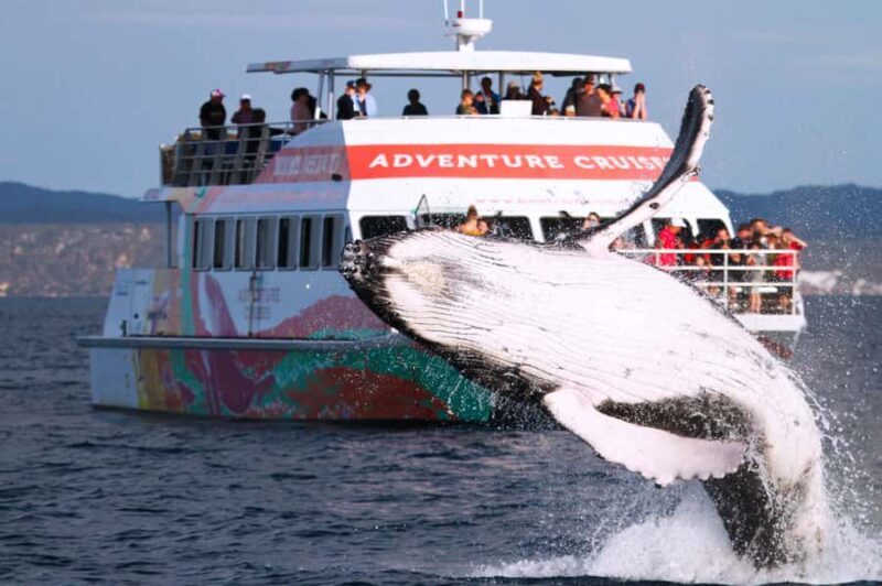 Hervey Bay: Half-Day Whale-Watching Cruise - An Honest Look at the Experience
