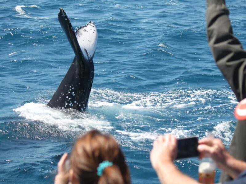 Hervey Bay: Half-Day Whale-Watching Cruise - Who Should Consider This Tour?