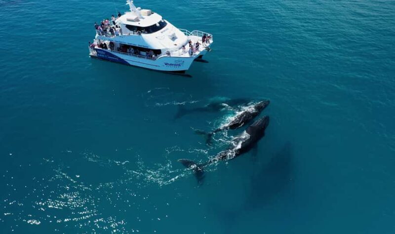 Hervey Bay: Half-Day Whale Watching Cruise with Meal - FAQs