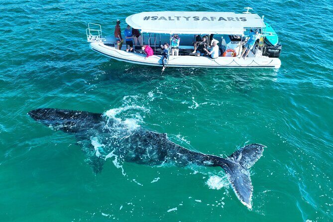 Hervey Bay: Half Day Whale watching & Island Stop Tour - A Day in the Life: What to Expect on the Tour