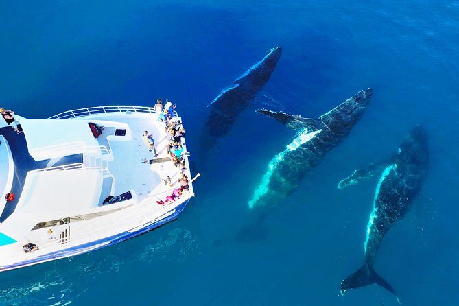 Hervey Bay: Half Day Whale watching & Island Stop Tour - The Sum Up
