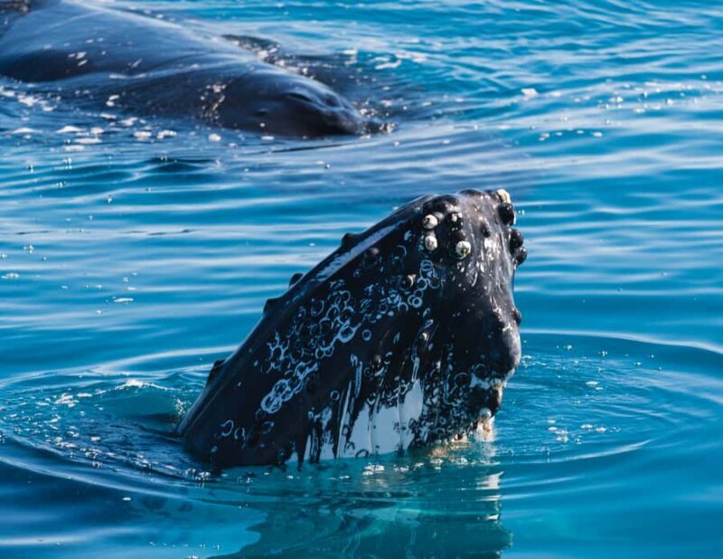 Hervey Bay: Humpback Whale-Watching Half-Day Cruise - An In-Depth Look at the Experience