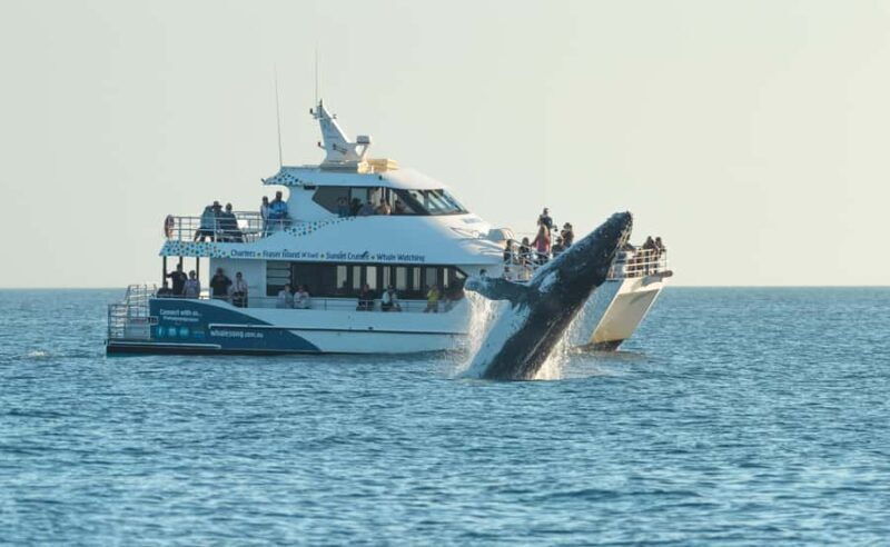 Hervey Bay: Pre-season Whale and Dolphin Watching Cruise - An In-depth Look at the Experience