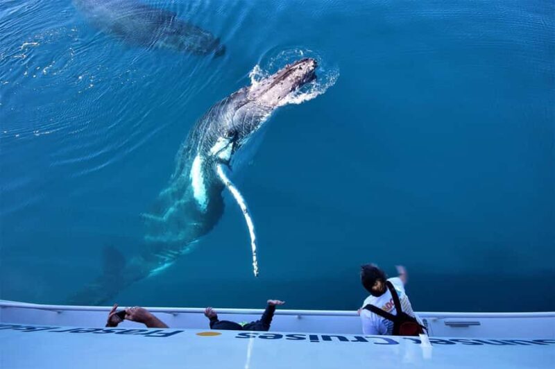 Hervey Bay: Pre-season Whale and Dolphin Watching Cruise - Final Thoughts