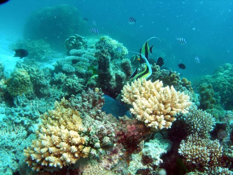 Hervey Bay: Turtle Discovery Eco Tour - An In-Depth Look at the Hervey Bay Turtle Discovery Eco Tour