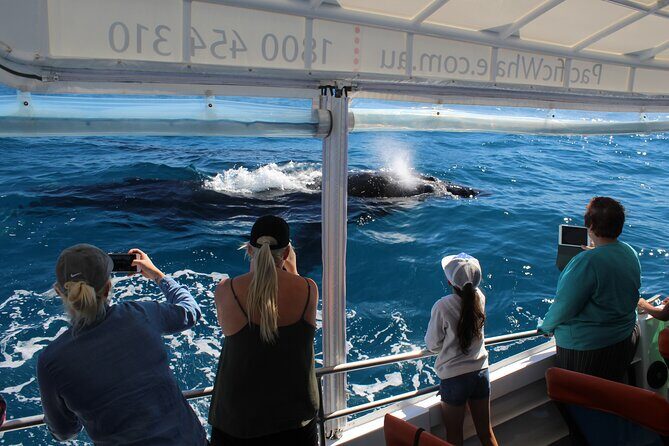 Hervey Bay Ultimate Whale Watching Cruise - Key Points