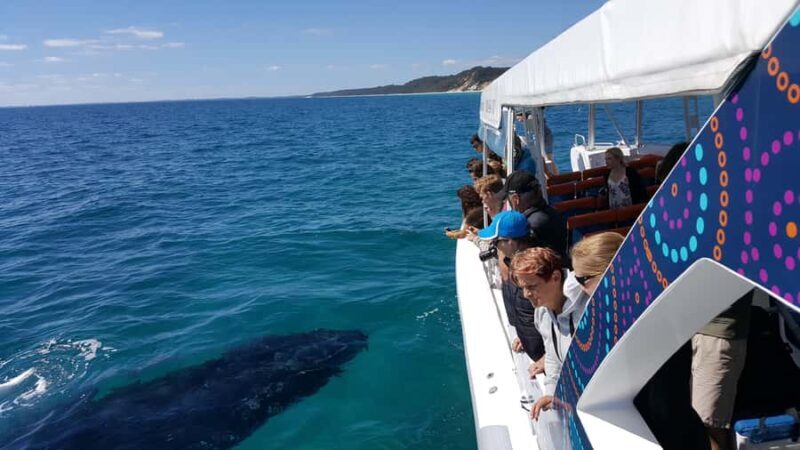 Hervey Bay: Ultimate Whale Watching Experience - What to Expect from Your Whale Watching Trip