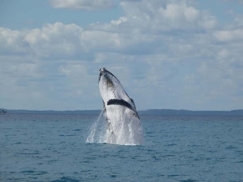 Hervey Bay: Ultimate Whale Watching Experience - The Value of This Experience