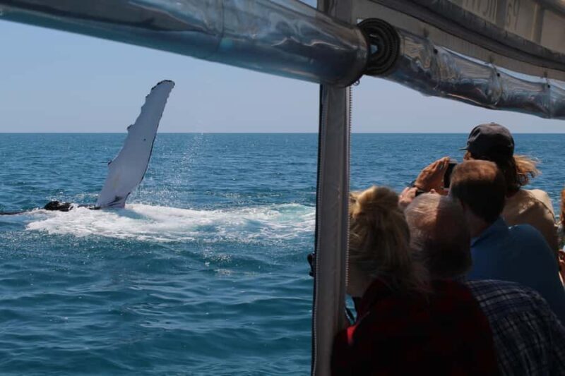 Hervey Bay: Ultimate Whale Watching Experience - Who Will Love This Tour?