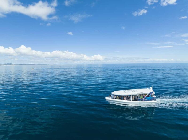 Hervey Bay: Ultimate Whale Watching Experience - The Sum Up: Should You Book This Tour?