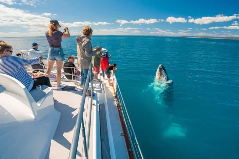 Hervey Bay Whale Odyssey Cruise - An In-Depth Look at the Hervey Bay Whale Odyssey Cruise