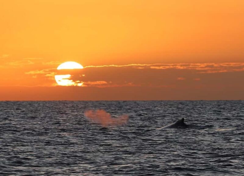 Hervey Bay Whale Odyssey Cruise - FAQ