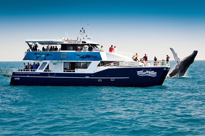 Hervey Bay Whale Watching Cruise - What Makes the Hervey Bay Whale Watching Cruise Stand Out