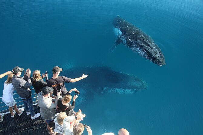 Hervey Bay Whale Watching Cruise - Who Should Book This Tour?