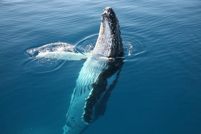 Hervey Bay Whale Watching Cruise - Frequently Asked Questions