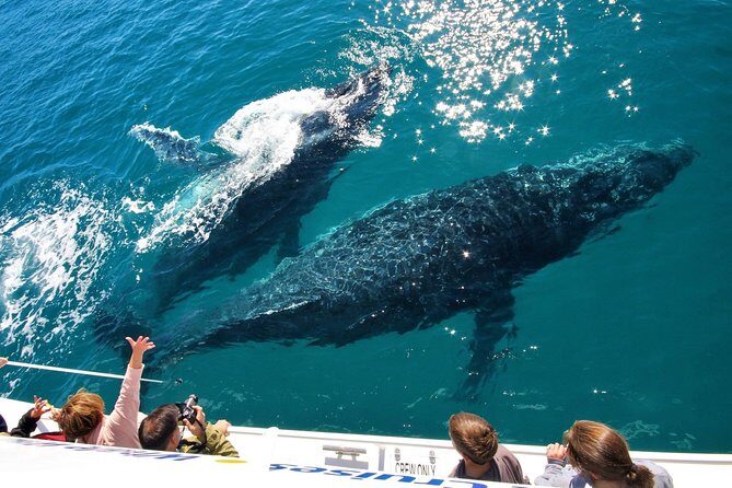 Hervey Bay Whale Watching Experience - What To Expect