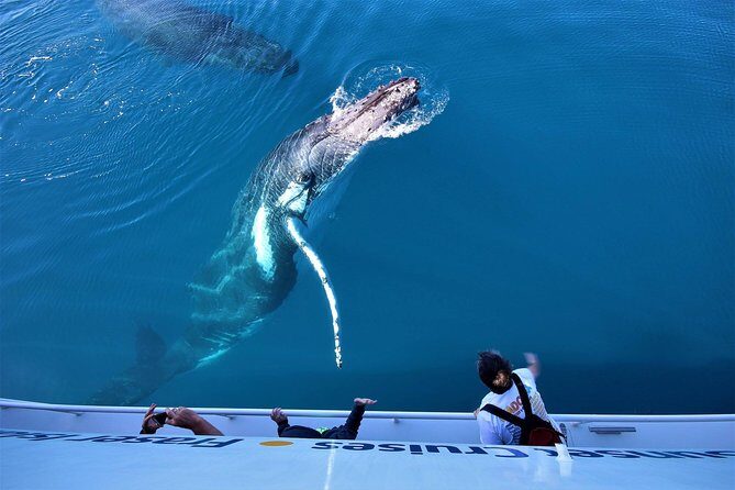 Hervey Bay Whale Watching Experience - The Practical Side: Value and Comfort