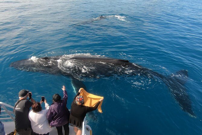 Hervey Bay Whale Watching Experience - Who Should Consider This Tour?