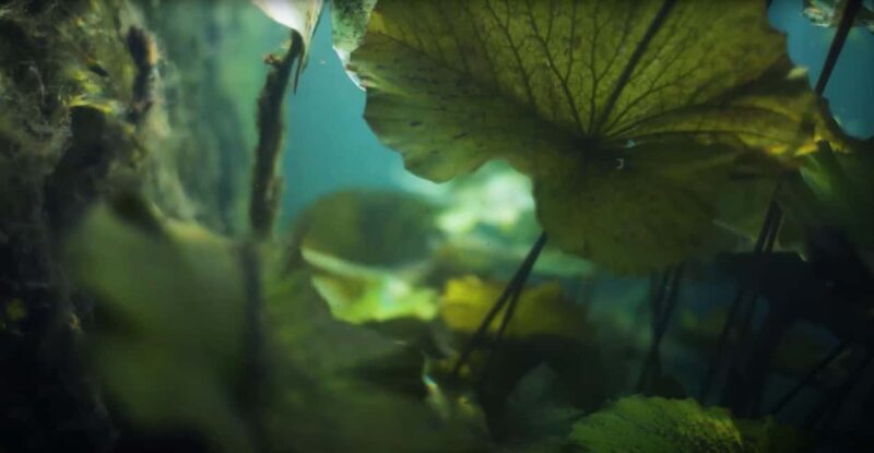 Hévíz Wellness Escape: Thermal Lake Day Trip from Budapest - The Journey from Budapest to Hévíz