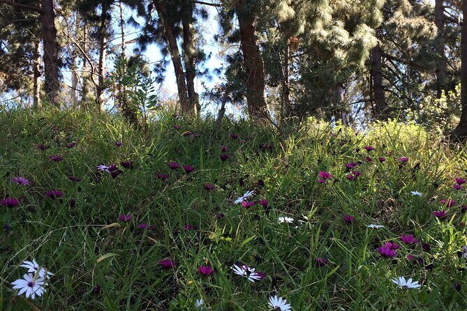 Hidden Nature Walks in the City Private Tour - What Do the Reviews Say?