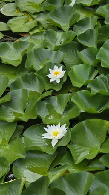 Hidden Pearl Paradise of Lake Skadar - Practical Tips for Booking and Enjoying the Tour