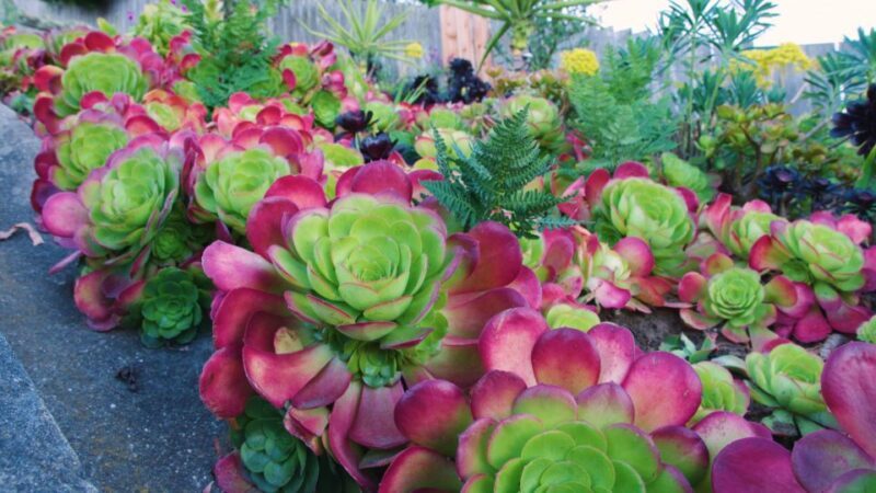 Hidden Stairways of San Francisco - Authentic reviews from travelers