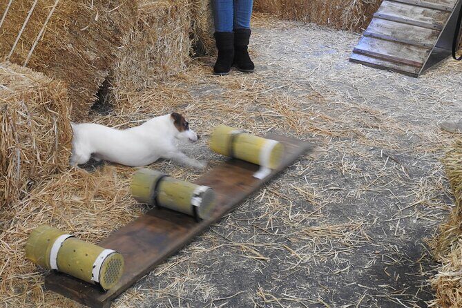 Hide & Seek Skills for Dogs at the Hay filled New York City Barn - Introducing the Hide & Seek Skills for Dogs at the Hay-filled New York City Barn