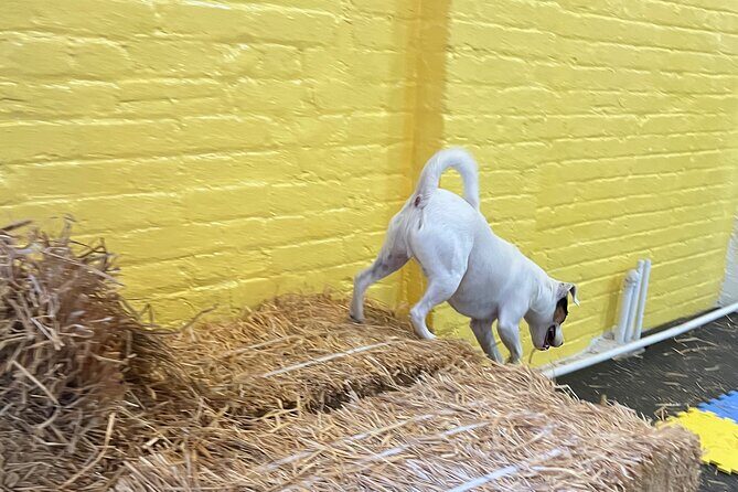 Hide & Seek Skills for Dogs at the Hay filled New York City Barn - What You Can Expect from the Experience
