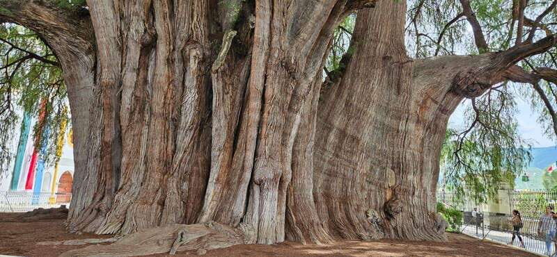 Hierve el agua: A Day of Adventure, Culture, and Flavor - Who Will Love This Tour?