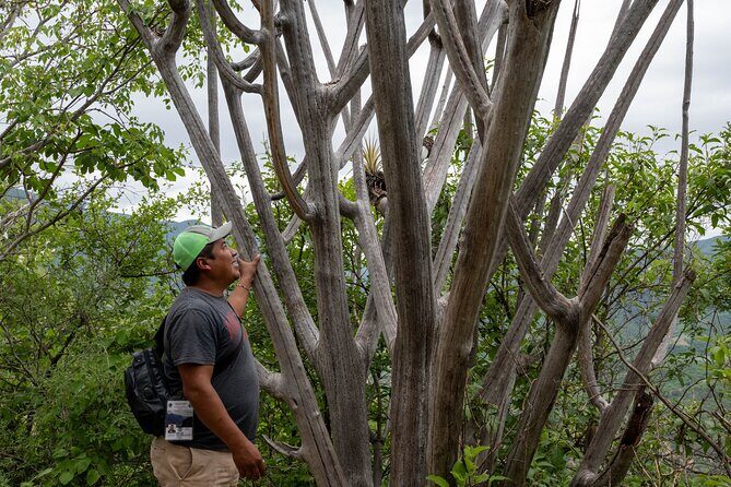 Hierve el Agua Half-Day: Early Access & Personal Guide + Pickup - Who Should Consider This Tour?