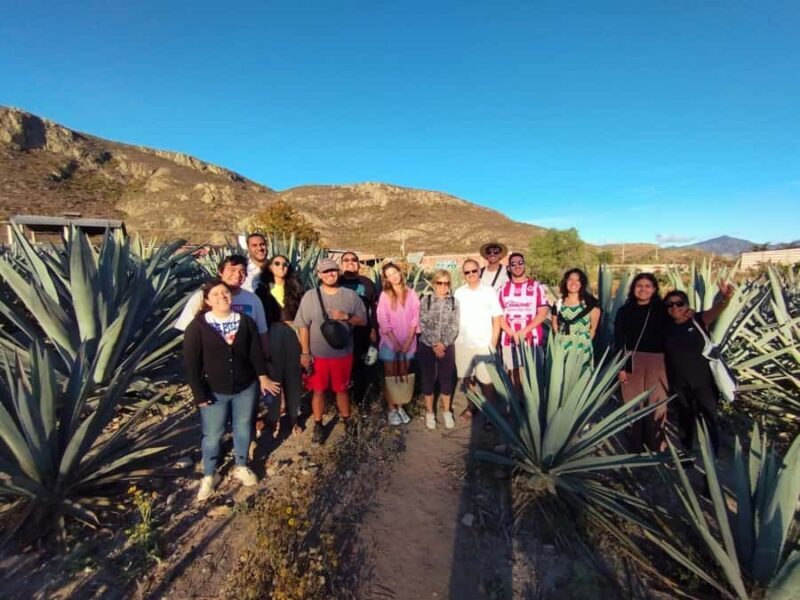 Hierve el Agua, Mitla, El Tule Tree, Rugs, Mezcal Distillery Tour - Who Will Love This Tour?