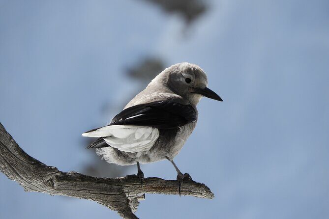 High Country Birding Hike and Hot Spring Soak from Denver - Final Thoughts