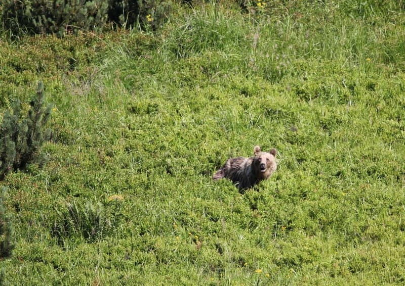 High Tatras: Bearwatching Hiking Tour in Slovakia - Key Points