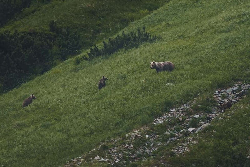 High Tatras: Bearwatching Hiking Tour in Slovakia - FAQ