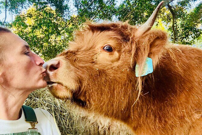 Highland Cow Experience - An Authentic Highland Cow Encounter on the Sunshine Coast