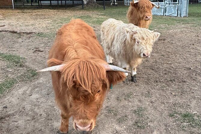 Highland Cow Experience - Authentic Experiences and Traveler Opinions