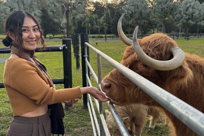 Highland Cow Experience - Practical Details and Considerations for Travelers