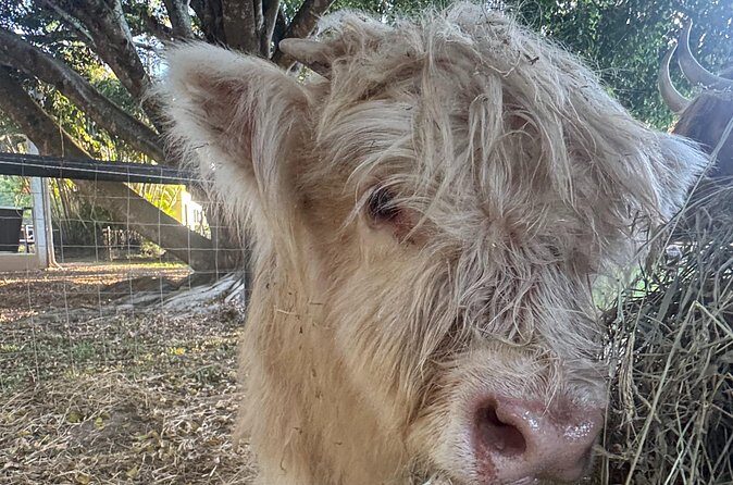 Highland Cow Experience - Who Will Love This?