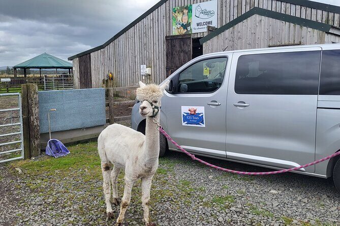 Highland Cows, Walk Alpacas & Scottish Wildlife Centre from Edin. - An In-Depth Look at the Itinerary