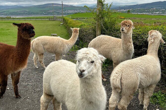 Highland Cows, Walk Alpacas & Scottish Wildlife Centre from Edin. - The Sum Up