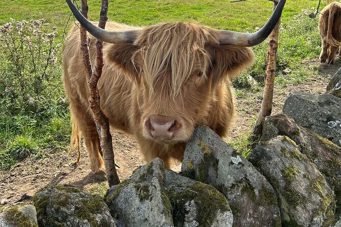 Highland Cows, Walk Alpacas & Scottish Wildlife Centre from Edin. - FAQ