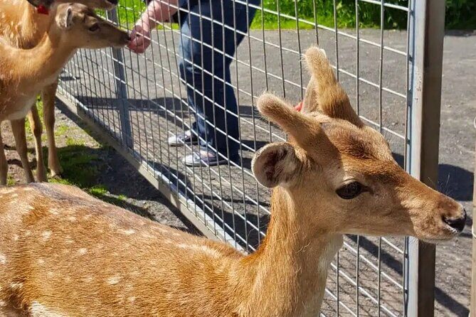 Highland Cows, Walk Alpacas & Visit a Scottish Wildlife Centre - Frequently Asked Questions