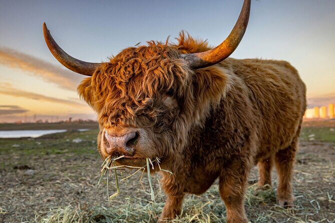 Highland Lochs & Castles Tour to Oban & Glencoe - Key Points