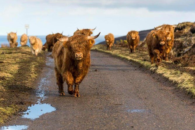 Highlands + Glencoe + Loch Ness Private Tour - Authentic Experiences and Hidden Gems