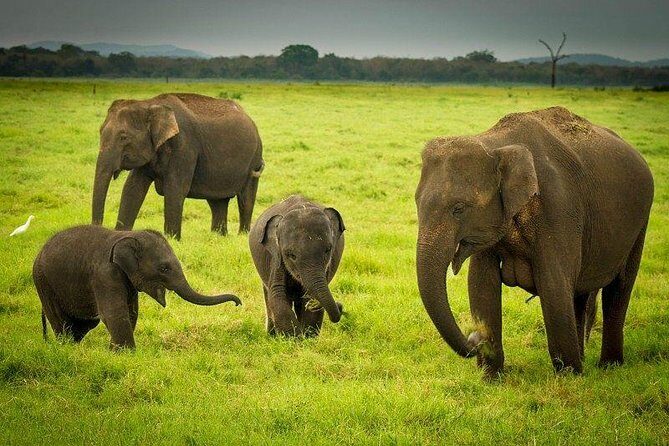 Highlights Of Dambulla & Kaudulla National Park Day Tour From Colombo - A Deep Dive into the Experience