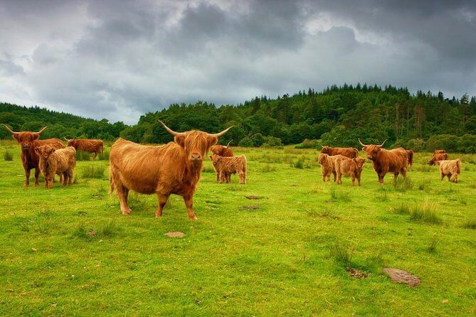 Highlights of Scotland Custom Private Tour With Scottish Local - FAQ