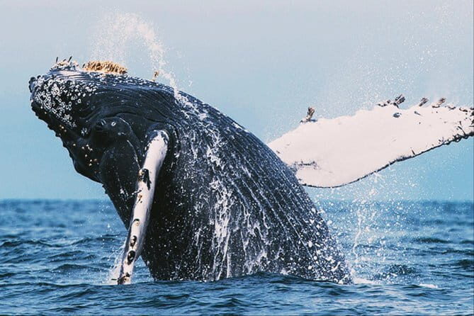 Highlights Of Sri Lanka | 5 Nights 6 Days - Who Will Benefit Most from This Tour?