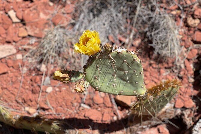 Hike and Heal Couples Relationship in Sedona Healing Red Rocks - What Makes This Experience Special?