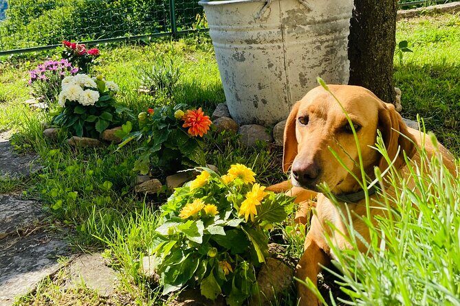 Hike in Blevios Forest for a Private Yoga Class - A Unique Blend of Nature and Wellness in Lake Como